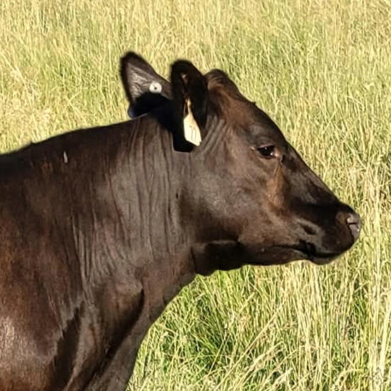 Angus heifer An avatar photo showing a shiny black Angus heifer's head in profile against a backdrop of pasture grass.